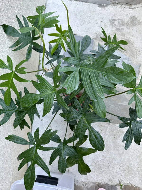 Philodendron pedatum Cutting – Live Plant – One Leaf – Indoor Houseplant - Image 1