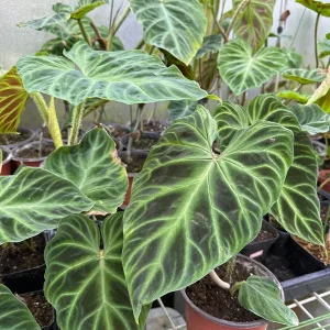 Philodendron Verrucosum Live Plant – Rooted Tropical Aroid – Indoor Houseplant - Image 10
