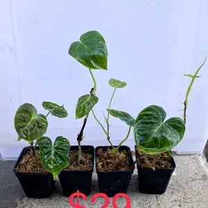 Philodendron Verrucosum Live Plant - Rooted Tropical Aroid - Indoor Houseplant - Image 3