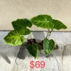 Philodendron Verrucosum Live Plant – Rooted Tropical Aroid – Indoor Houseplant - Image 1