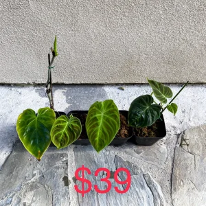 Philodendron Verrucosum Live Plant - Rooted Tropical Aroid - Indoor Houseplant - Image 4
