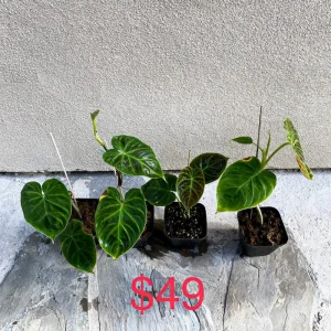 Philodendron Verrucosum Live Plant - Rooted Tropical Aroid - Indoor Houseplant - Image 5