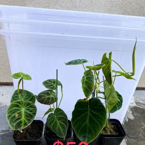 Philodendron Verrucosum Live Plant - Rooted Tropical Aroid - Indoor Houseplant - Image 6