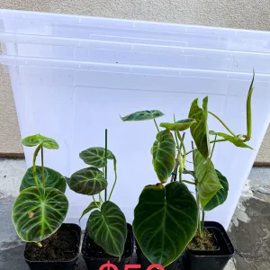 Philodendron Verrucosum Live Plant – Rooted Tropical Aroid – Indoor Houseplant - Image 6