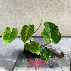 Philodendron Verrucosum Live Plant – Rooted Tropical Aroid – Indoor Houseplant - Image 7