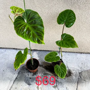 Philodendron Verrucosum Live Plant – Rooted Tropical Aroid – Indoor Houseplant - Image 8
