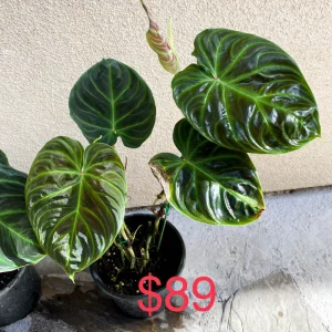 Philodendron Verrucosum Live Plant – Rooted Tropical Aroid – Indoor Houseplant - Image 9