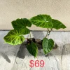 Philodendron Verrucosum Live Plant – Rooted Tropical Aroid – Indoor Houseplant - Image 1