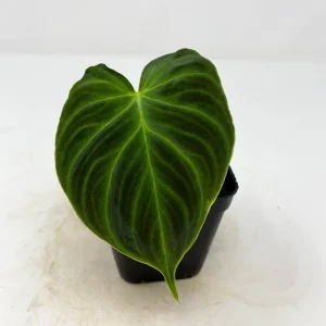 Philodendron Verrucosum Super 'Mini' Red Back Live Plant Cutting - Image 2