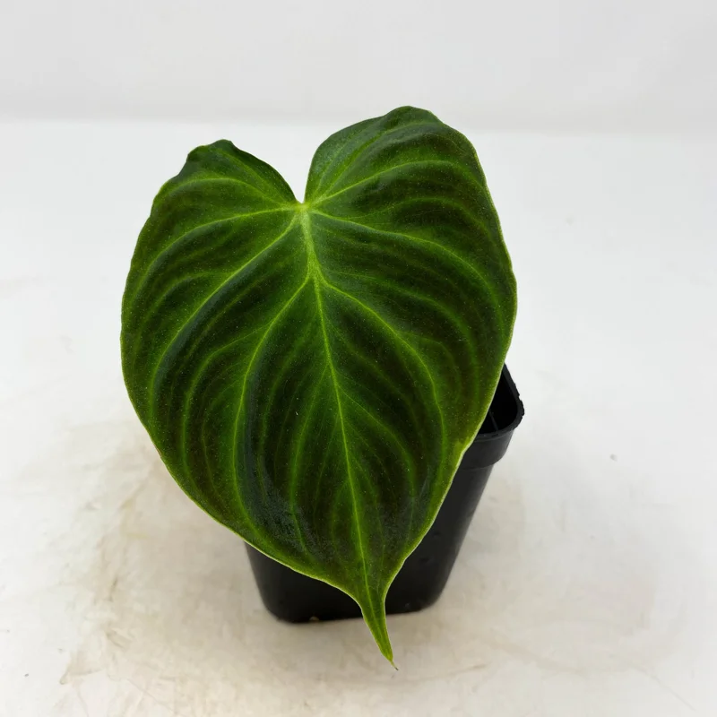 Philodendron Verrucosum Super 'Mini' Red Back Live Plant Cutting - Image 2