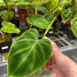 Philodendron Verrucosum Super 'Mini' Red Back Live Plant Cutting - Image 3
