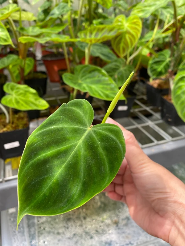 Philodendron Verrucosum Super 'Mini' Red Back Live Plant Cutting - Image 3