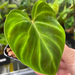 Philodendron Verrucosum Super 'Mini' Red Back Live Plant Cutting - Image 4