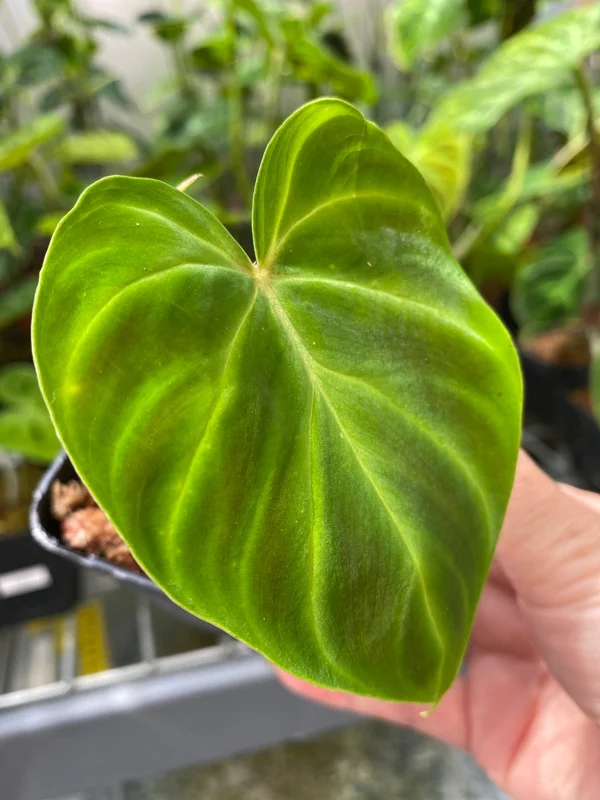 Philodendron Verrucosum Super 'Mini' Red Back Live Plant Cutting - Image 4