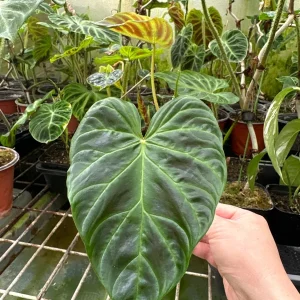Philodendron Verrucosum Super 'Mini' Red Back Live Plant Cutting - Image 5