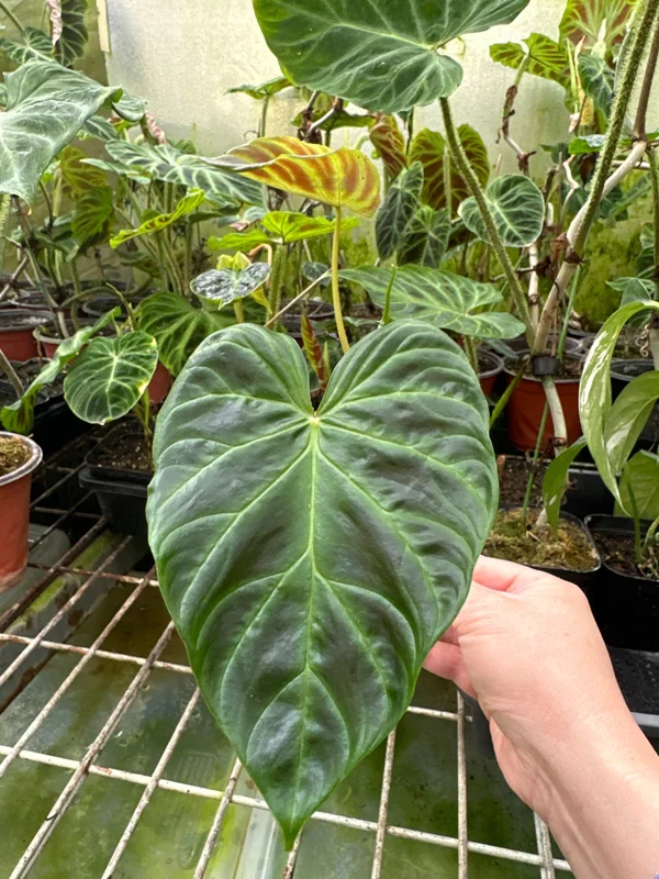 Philodendron Verrucosum Super 'Mini' Red Back Live Plant Cutting - Image 5