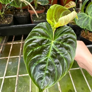 Philodendron Verrucosum Super 'Mini' Red Back Live Plant Cutting - Image 6