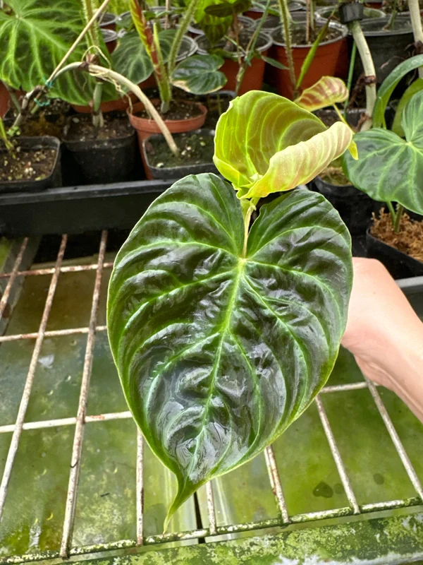 Philodendron Verrucosum Super 'Mini' Red Back Live Plant Cutting - Image 6