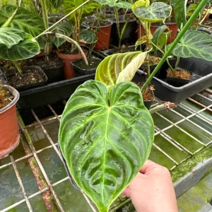 Philodendron Verrucosum Super 'Mini' Red Back Live Plant Cutting - Image 7