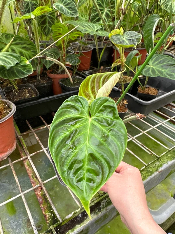 Philodendron Verrucosum Super 'Mini' Red Back Live Plant Cutting - Image 7