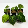 Philodendron Verrucosum Super 'Mini' Red Back Live Plant Cutting - Image 1
