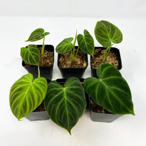 Philodendron Verrucosum Super 'Mini' Red Back Live Plant Cutting - Image 1