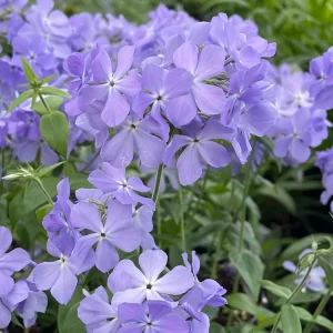 Phlox 'Blue Moon' Woodland Phlox Live Plant – Native Shade Groundcover – Zones 4-8 - Image 5