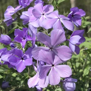 Phlox 'Blue Moon' Woodland Phlox Live Plant – Native Shade Groundcover – Zones 4-8 - Image 1