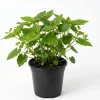 Piggyback Plant Live Houseplant – Tolmiea menziesii – 4 inch Pot – Indoor - Image 1