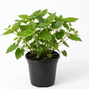 Piggyback Plant Live Houseplant – Tolmiea menziesii – 4 inch Pot – Indoor - Image 1