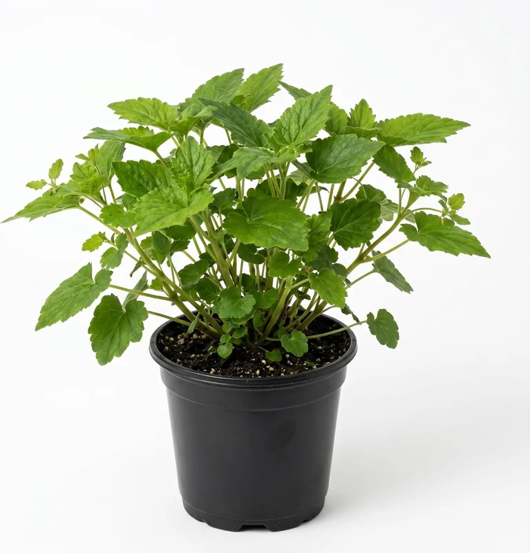 Piggyback Plant Live Houseplant – Tolmiea menziesii – 4 inch Pot – Indoor - Image 1