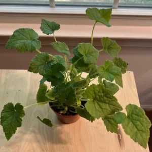 Piggyback Plant Live Houseplant – Tolmiea menziesii – 4 inch Pot – Indoor - Image 5