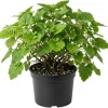 Piggyback Plant Live Indoor Houseplant 4" Nursery Pot Easy Care Green - Image 1