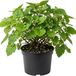 Piggyback Plant Live Indoor Houseplant 4