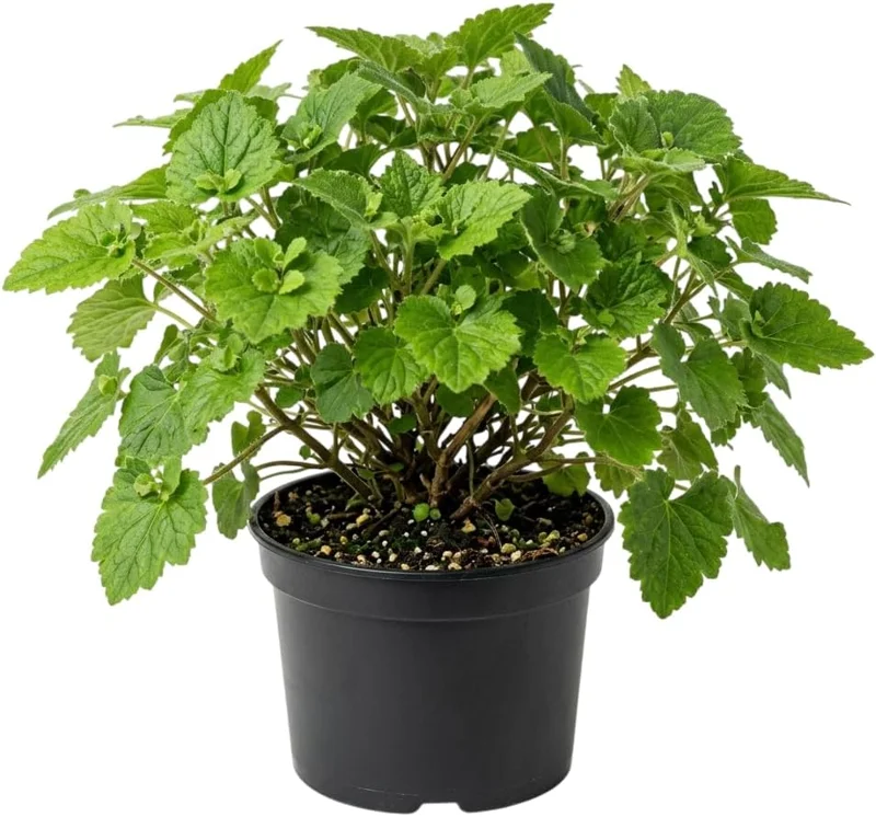 Piggyback Plant Live Indoor Houseplant 4" Nursery Pot Easy Care Green - Image 1