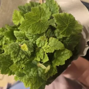 Piggyback Plant Live Indoor Houseplant 4