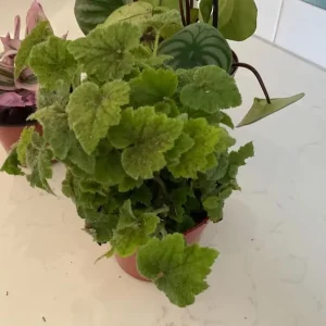 Piggyback Plant Live Indoor Houseplant 4