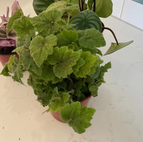Piggyback Plant Live Indoor Houseplant 4" Nursery Pot Easy Care Green - Image 3