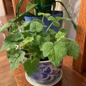 Piggyback Plant Live Indoor Houseplant 4