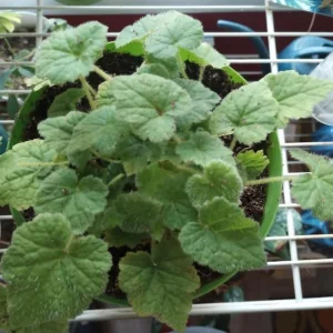 Piggyback Plant Live Indoor Houseplant 4