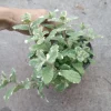 Pineapple Mint Live Plant – 5 inch Pot – Fragrant Edible Herb - Image 1
