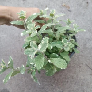 Pineapple Mint Live Plant – 5 inch Pot – Fragrant Edible Herb - Image 1