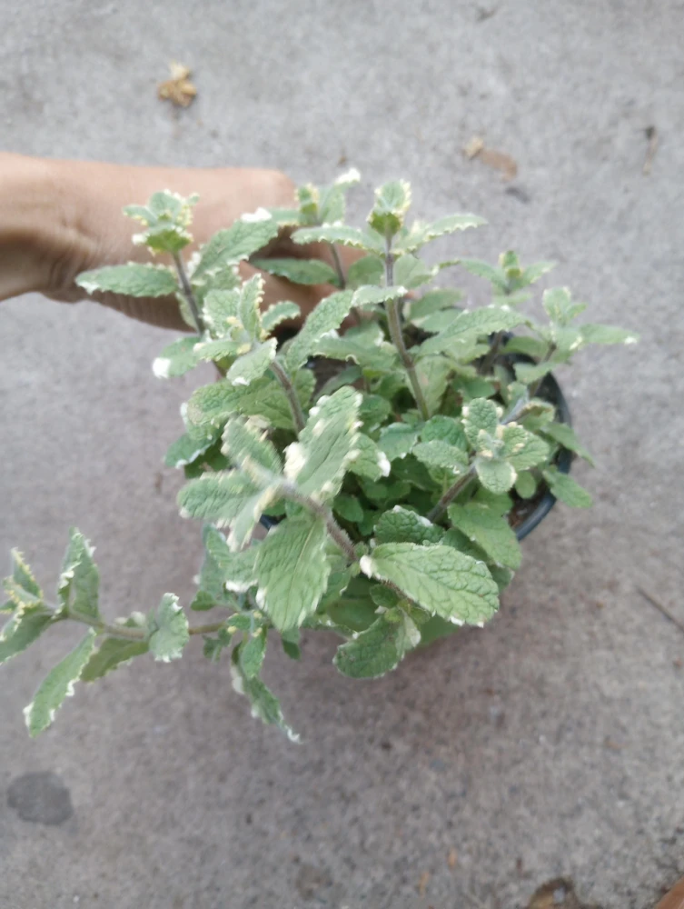 Pineapple Mint Live Plant – 5 inch Pot – Fragrant Edible Herb - Image 1