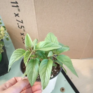 Pineapple Sage Live Plant – Aromatic Herb in 4 inch pot – Outdoor/Indoor - Image 3