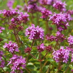 Pink Creeping Thyme Seeds - 50,000 Seeds for Ground Cover Perennial Outdoor - Image 4