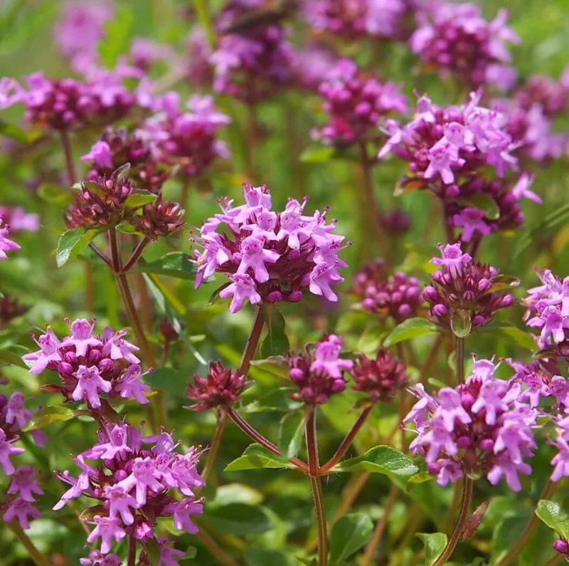 Pink Creeping Thyme Seeds - 50,000 Seeds for Ground Cover Perennial Outdoor - Image 4