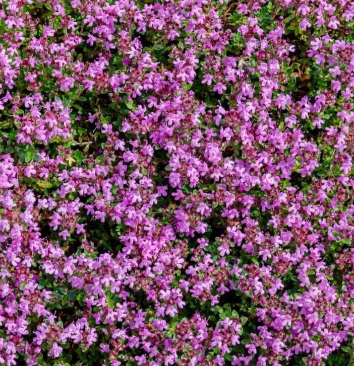 Pink Creeping Thyme Seeds - 50,000 Seeds for Ground Cover Perennial Outdoor - Image 5