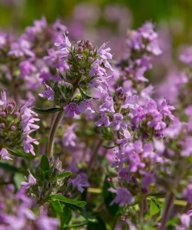 Pink Creeping Thyme Seeds - 50,000 Seeds for Ground Cover Perennial Outdoor - Image 6