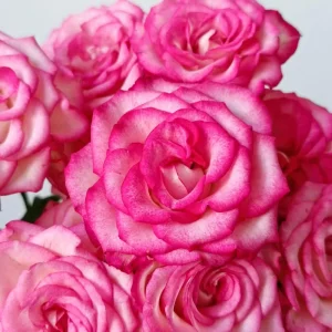 Pink Double Petal Rose Live Plant - Fruity Fragrance, Disease Resistant, 8 cm Flowers - Image 2