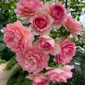 Pink Double Petal Rose Live Plant - Fruity Fragrance, Disease Resistant, 8 cm Flowers - Image 3